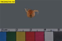 藏品(短指和尚蟹)的圖片